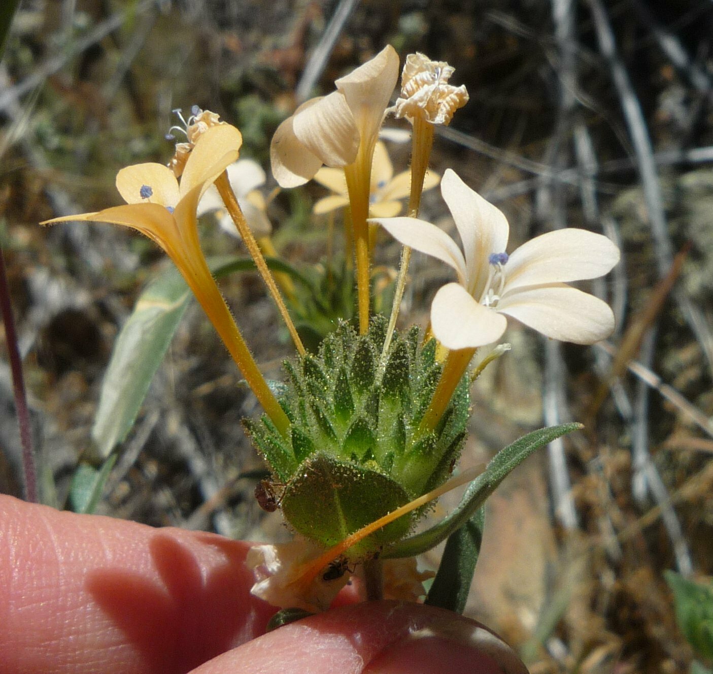 High Resolution Collomia grandiflora Flower